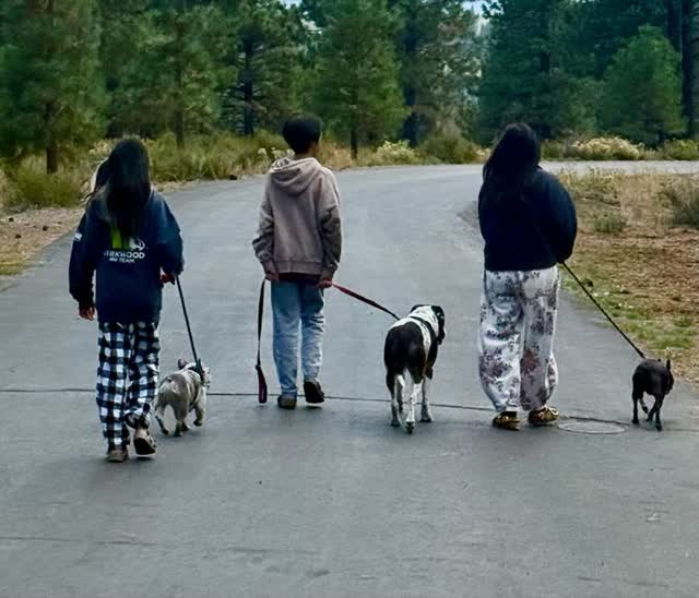 Walking the dogs down the road